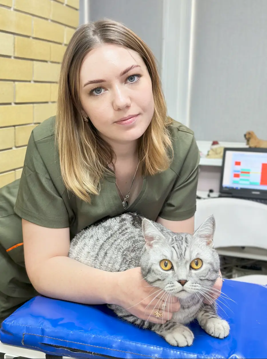 Ультразвукове дослідження (УЗД) котів